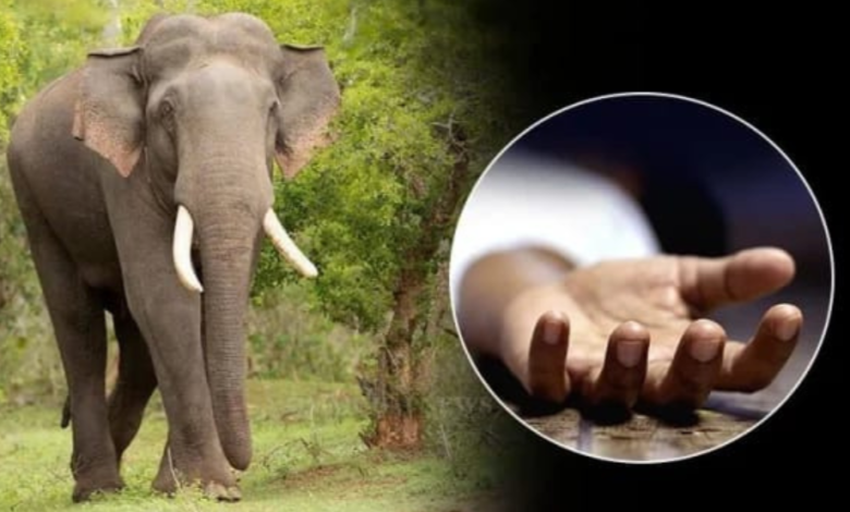 பெரஹரவிற்கு அழைத்துவந்த யானை தாக்கி இருவர்பலி!