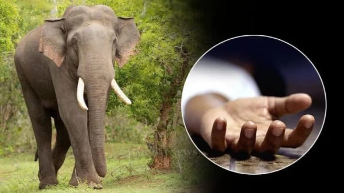 பெரஹரவிற்கு அழைத்துவந்த யானை தாக்கி இருவர்பலி!