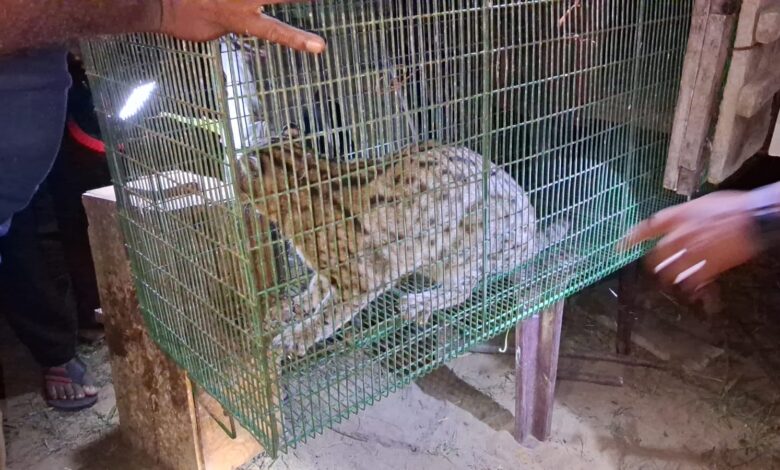 யாழ்.சாவகச்சேரியில் சிக்கிய சருகு புலி!