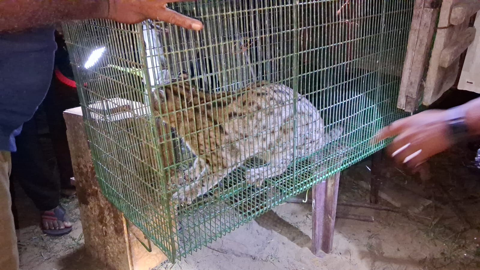 யாழ்.சாவகச்சேரியில் சிக்கிய சருகு புலி!